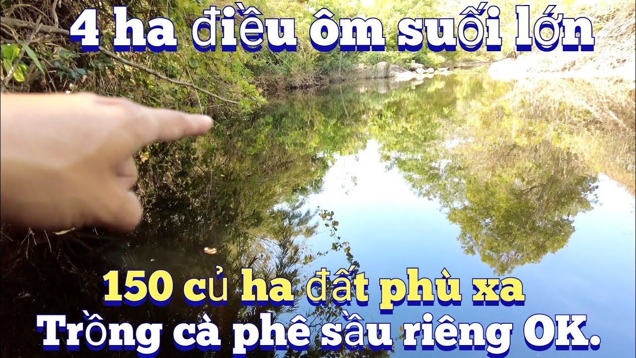 Cần nhượng 4 ha ôm suối lớn cây điều có nhà đất trồng các loại cây ok