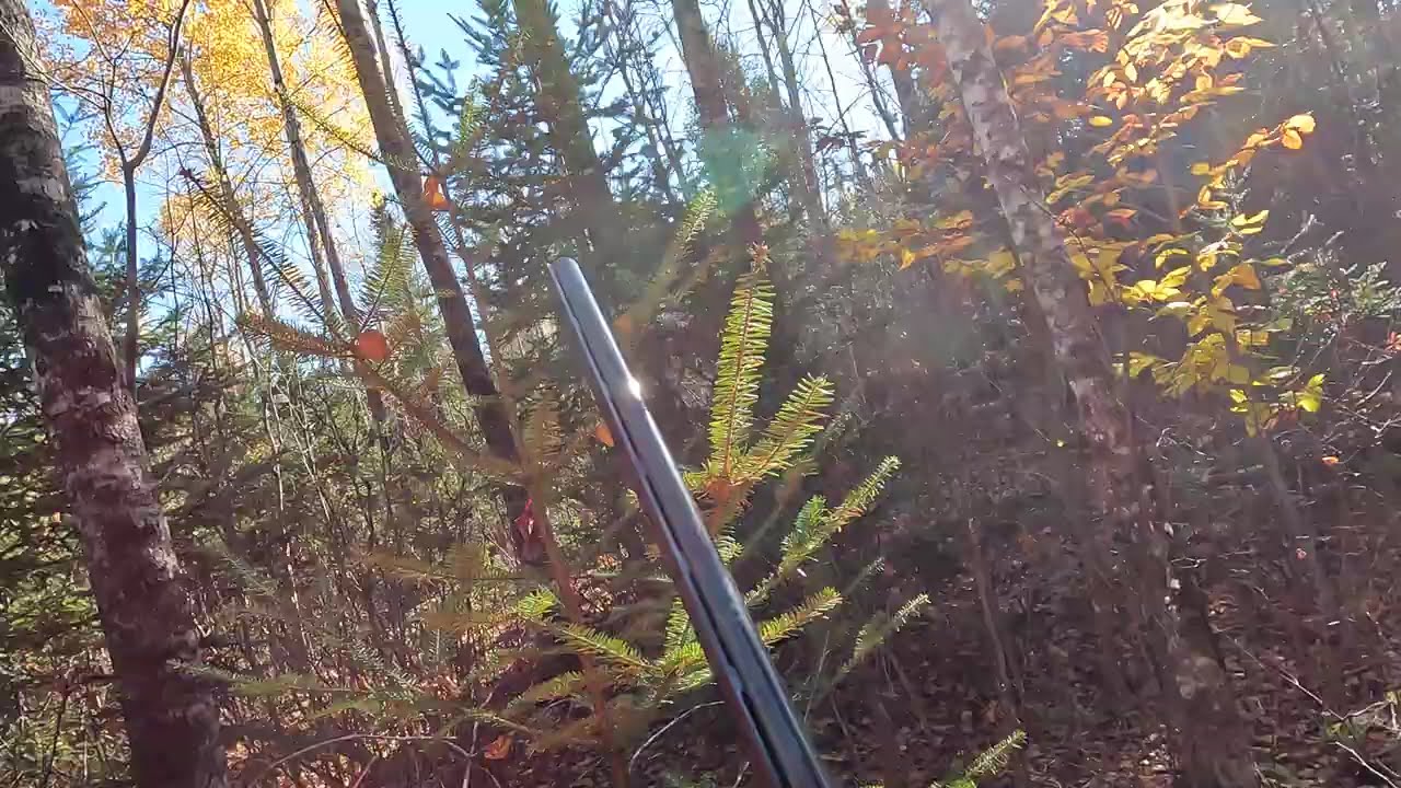 middle - late October. Woodcock are getting scarce.