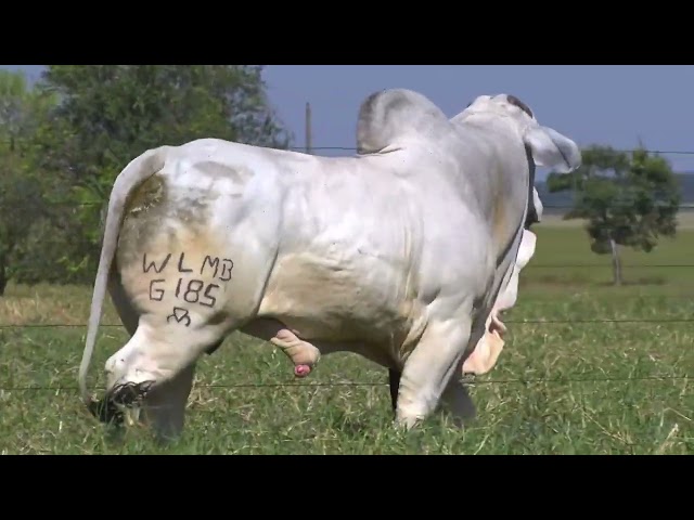 Lote 24