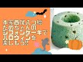 【IBS】本家西尾八つ橋さんの米粉シフォンケーキでハロウィンを楽しもう!!