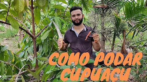 Como fazer poda em cupuaçu?