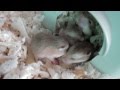 Roborovski hamster pups