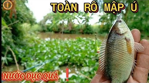 Câu cá rô đồng nước đục quá,nhờ mồi xả ổ chống móm.