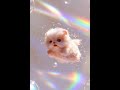 kucing yang bisa bicara