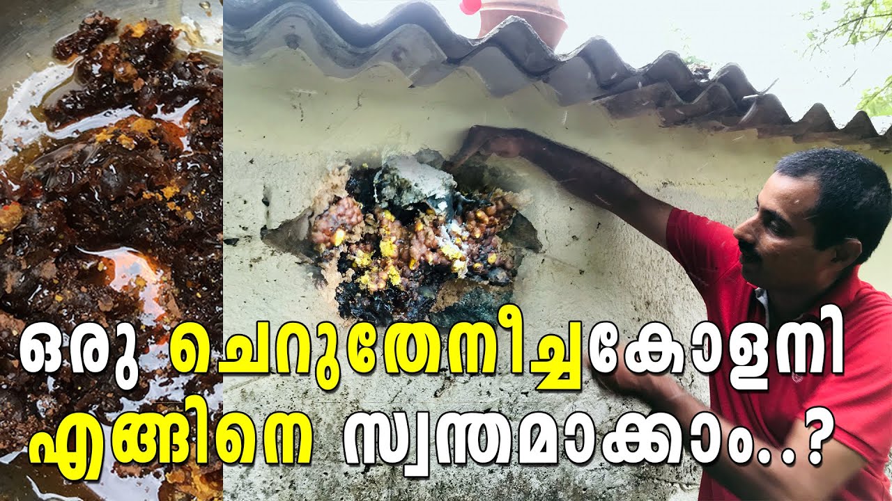 ചെറുതേനീച്ച കോളനി എങ്ങിനെ സ്വന്തമാക്കാം | Engine oru cherutheneecha colony swanthamaakkaam