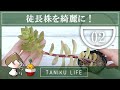 【多肉植物】徒長した多肉をなんとかしよう Part2【succulent】