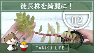 【多肉植物】徒長した多肉をなんとかしよう Part2【succulent】