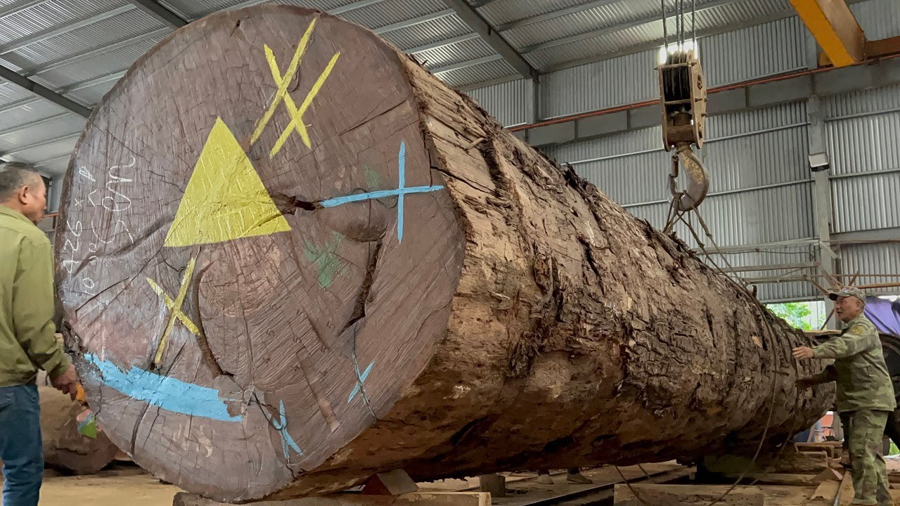 Woodworking Projects ideas_The Process Of Processing Giant Trees is Extremely Angerous