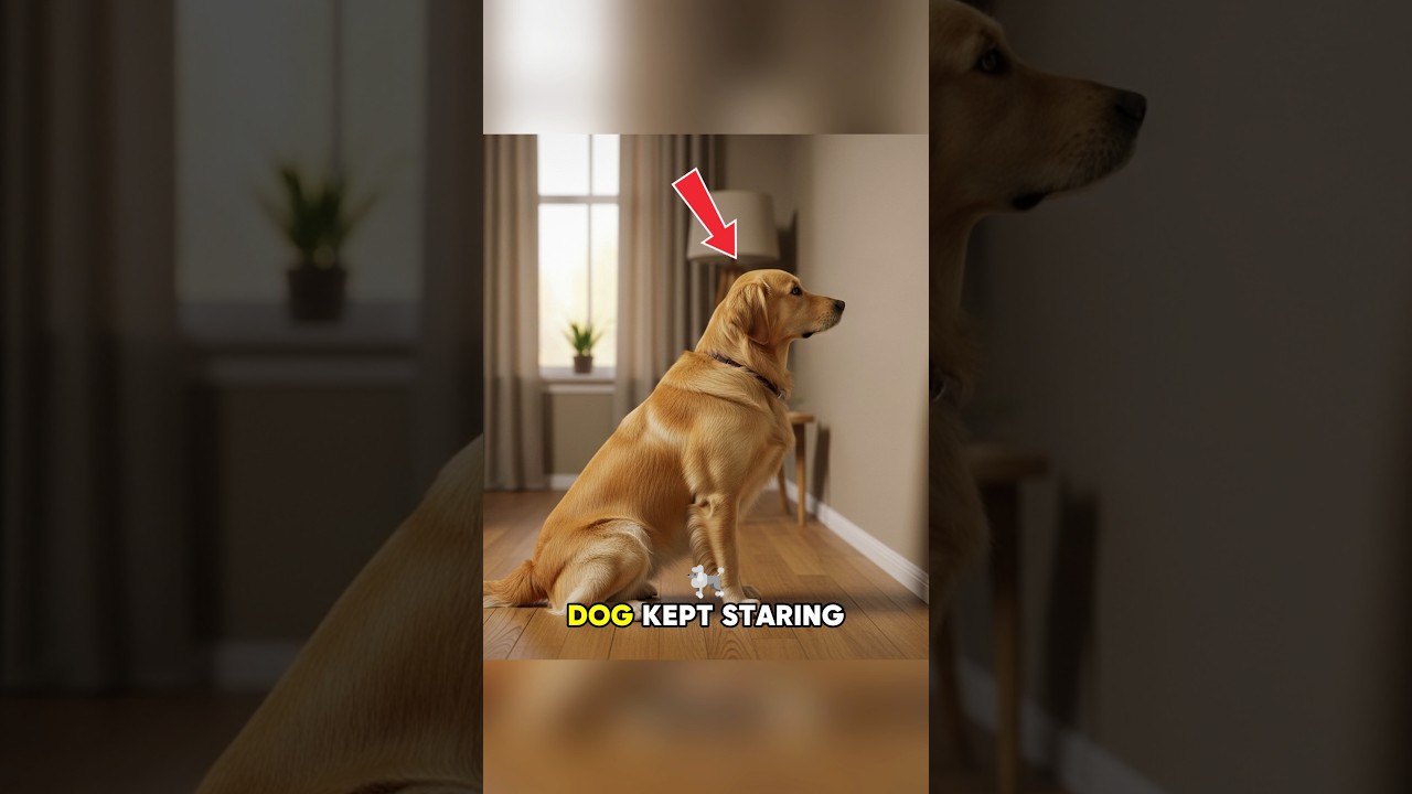 Dog Staring At Wall What Owner Found Inside