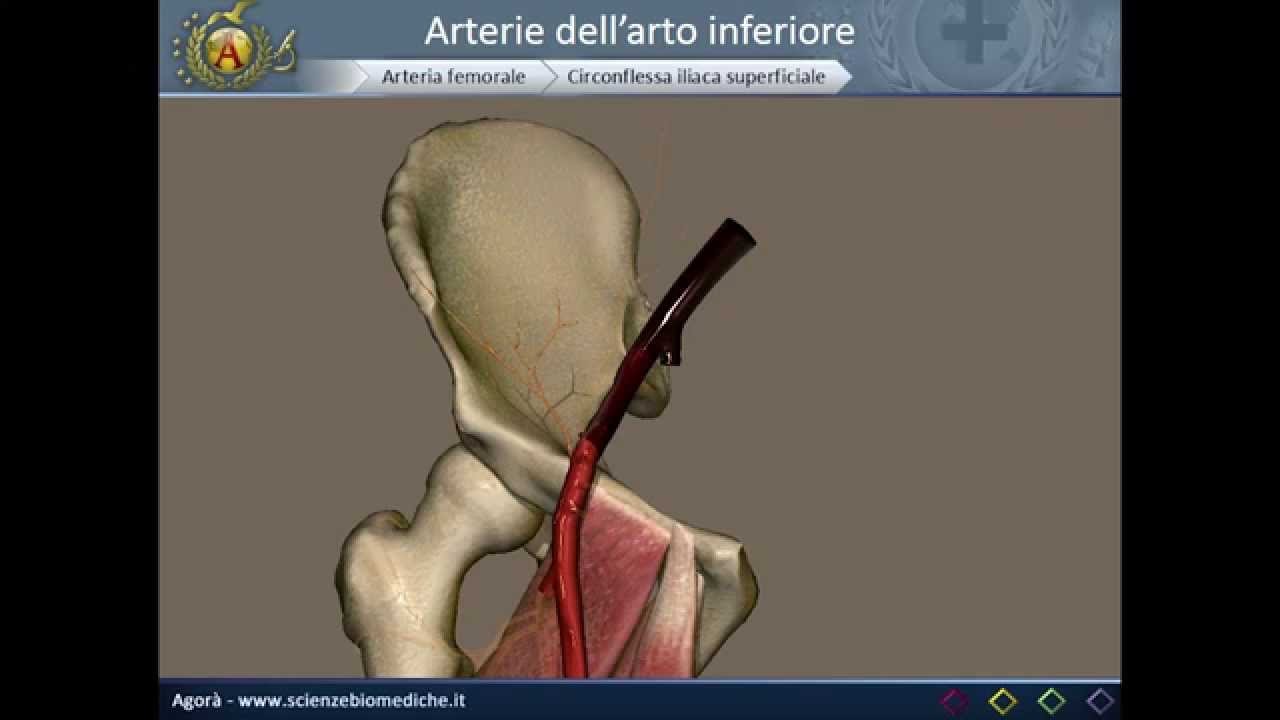 Apparato cardiocircolatorio 20: Arterie dell’arto infer… — Transcript