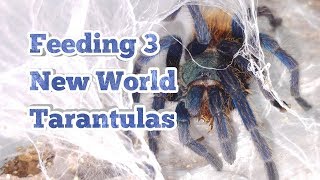 Feeding 3 New World Tarantulas