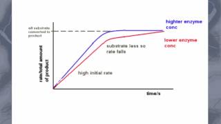 AS level. C.5 Effect of enzyme and substrate concentration on enzyme activity