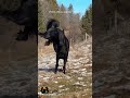 Born to Run | The Untamed Spirit of a Horse | #shorts