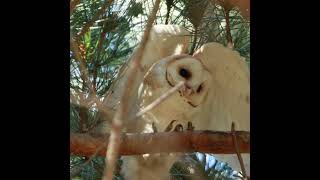 Young Barn owl is awake