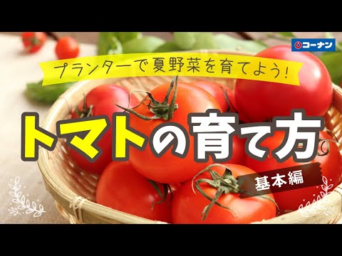 コーナン できる トマトをプランターで育てよう 基本編 Youtube
