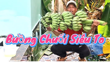 Buồng Chuối Siêu To Khổng Lồ.