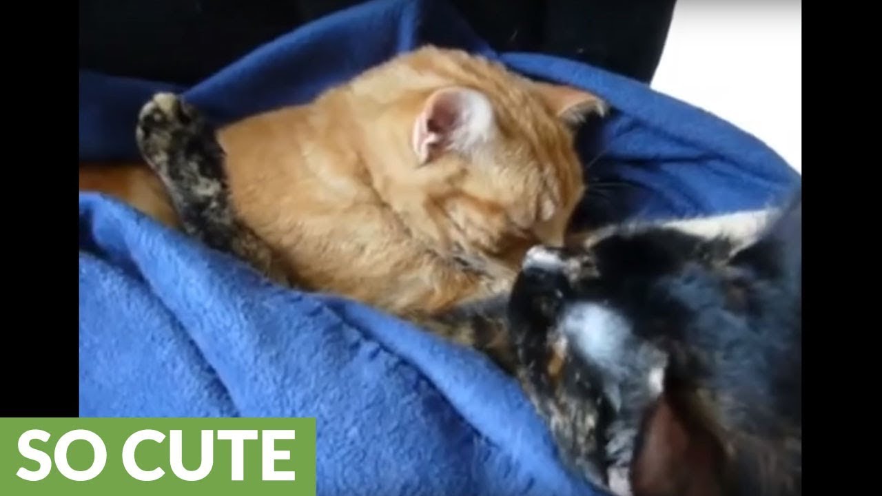 Cats snuggle under blanket during cold weather YouTube