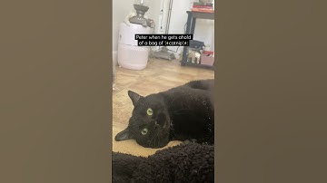 He’s a catnip connoisseur🤭 #cats #catvideo #catvideos #lol #shorts #blackcat #cat