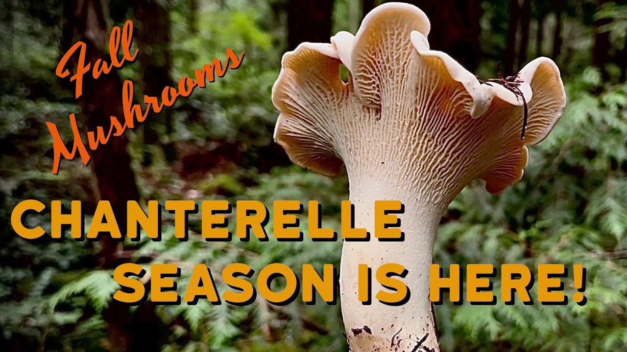Fall Mushroom Foraging - White Chanterelles & Pacific Golden Chanterelles in Full Swing in PNW!