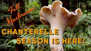 Fall Mushroom Foraging - White Chanterelles & Pacific Golden Chanterelles in Full Swing in PNW!