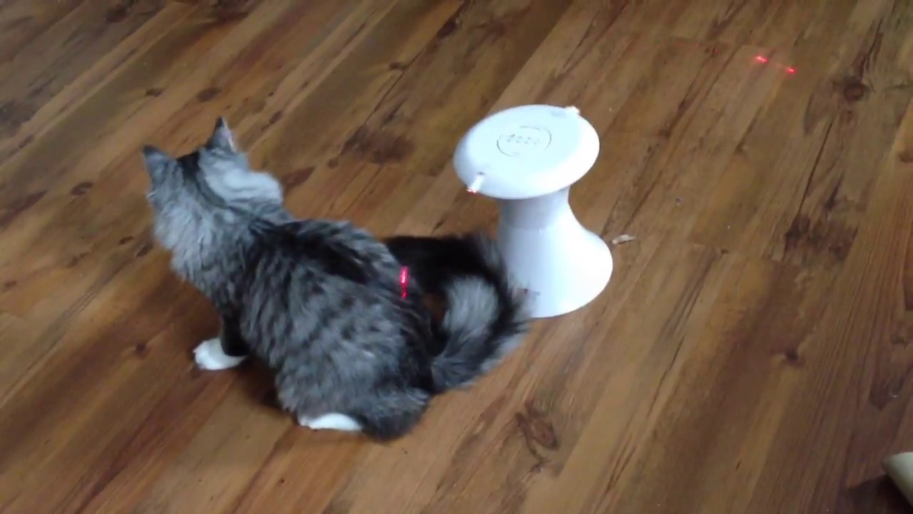 Kitty Pacifier YouTube