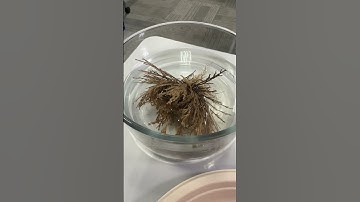 iS CLINICAL Lab Tour