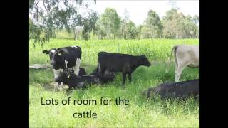 Queensland Horse and Cattle property for sale 80ac