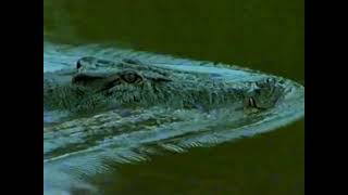 Dstv - Planet Earth Promo