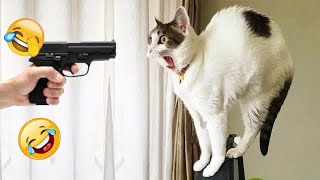 Funny Dogs And Cats Videos 2024 🐈🐕 - Best Funniest Animal Videos Of The week😻🐶