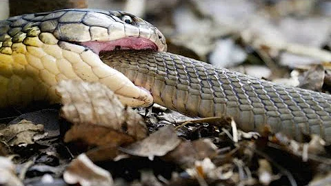 Warning: Here's a King Cobra Swallowing Another Snake Whole - DayDayNews