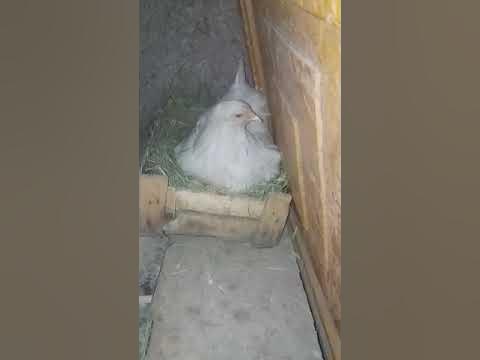 Ретро шашты порно