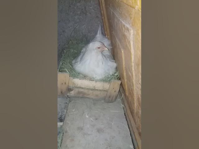 Мен тауықты қалай ұрдым Мен тауықты қалай ұрдым