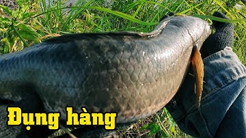 Cá khủng nơi cube sang lấp | THÚ VUI MIỀN TÂY. 68