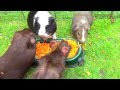 My Guinea Pigs Eating Shredded Carrots