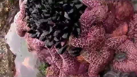 Introduction to the intertidal zone