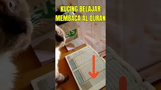 Membaca Al Quran  #kucing #kucinglucu #cat #shorts #kitten #anakkucinglucu #animals #funny