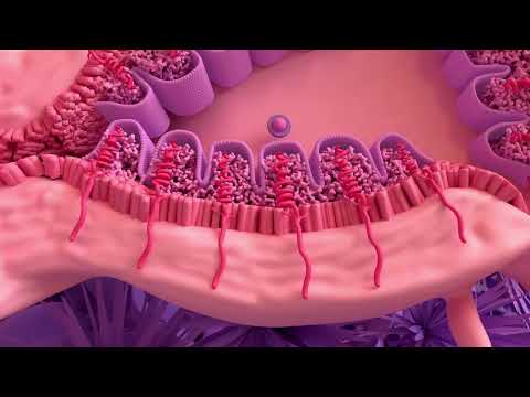 Menstrual Cycle Basics 3D Animation 1 2 