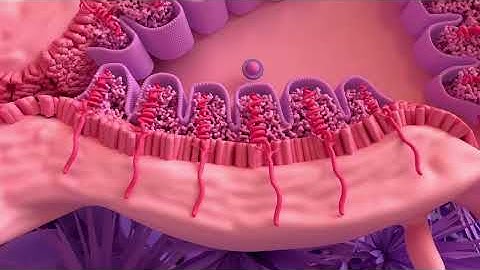 Menstrual Cycle Basics | 3D animation (1/2)