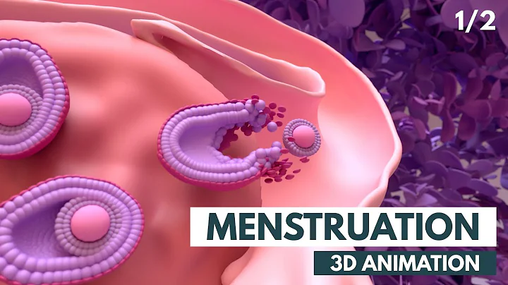 Menstrual Cycle Basics | 3D animation (1/2) - DayDayNews