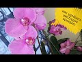 Правила полива ЦВЕТУЩИХ ОРХИДЕЙ с Удобрением/ Можно ли удобрять цветущую орхидею и чем?