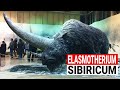 L’ultimo &quot;Unicorno&quot; della Siberia: quando si estinse l’Elasmotherium sibiricum?