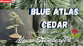 Blue Atlas Cedar Bonsai