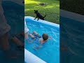 Lou Bambino the Dog can&#39;t decide if he wants to try swimming or not