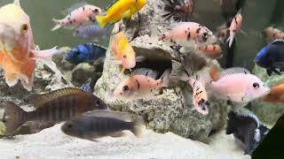 Sleepy Fish | African Cichlids Tank by Cichlid Love 16 views 2 days ago 1 minute, 50 seconds