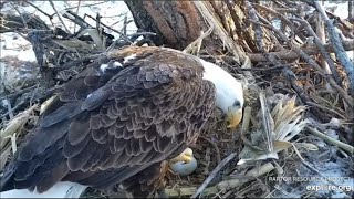 Decorah Hatchery Eagles~AM-HD Sees Egg For First Time-HM Has Egg Duty_2.26.23