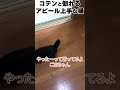会話ができる!撫でられ待ちの猫 #保護猫 #猫 #ねこ