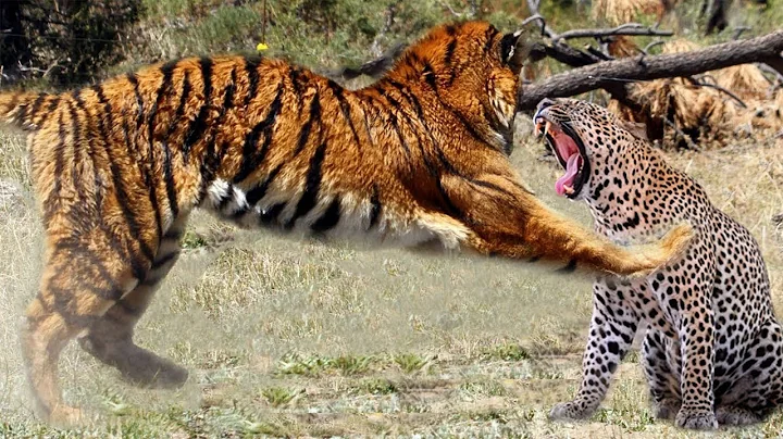 Tiger VS Leopard - Which one is strongest?