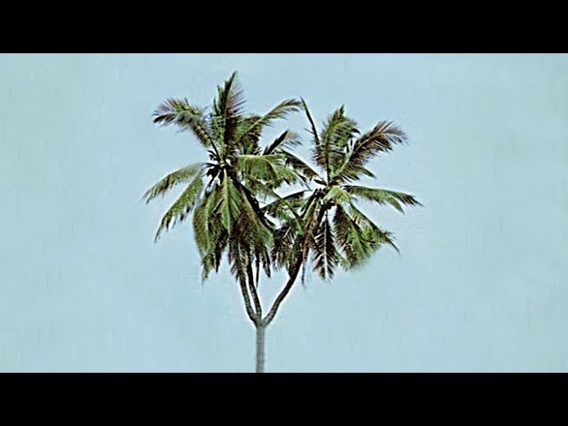 POST CARD FROM BORNEO - 3 BRANCHES COCONUT TREE🌴