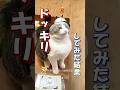 猫にどっきりしかけてみたらランキング #海外 #動物 #funnyanimals