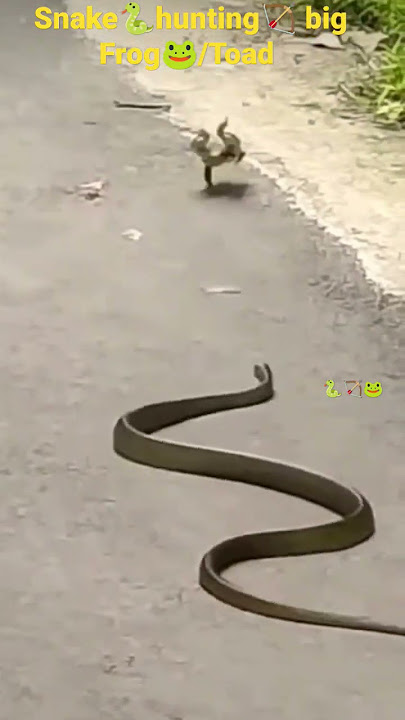 Snake🐍on hunt-Hunting🏹a big Frog or Toad🐸| Very fast💨and agile ready to eat🍽️up whole Toad🐸#shorts